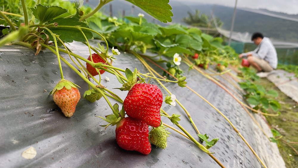 【花蓮遊記】假期草莓園┃推薦近兆豐農場享親子採草莓樂趣的果園┃
