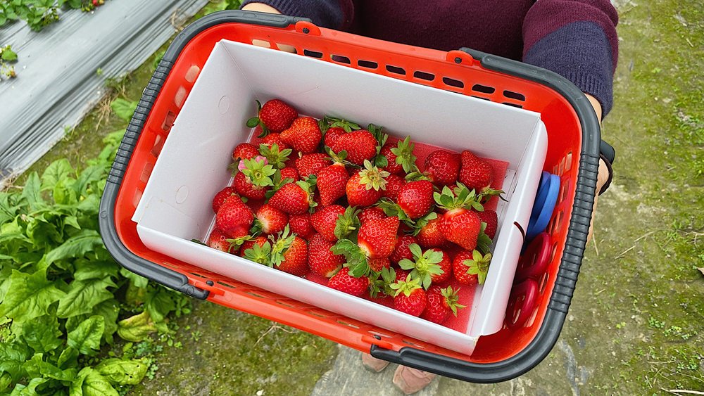 【花蓮遊記】假期草莓園┃推薦近兆豐農場享親子採草莓樂趣的果園┃