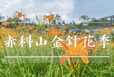 【花蓮遊記】2020赤科山金針花季┃媲美六十石山與太麻里金針山的絕美花海景致┃