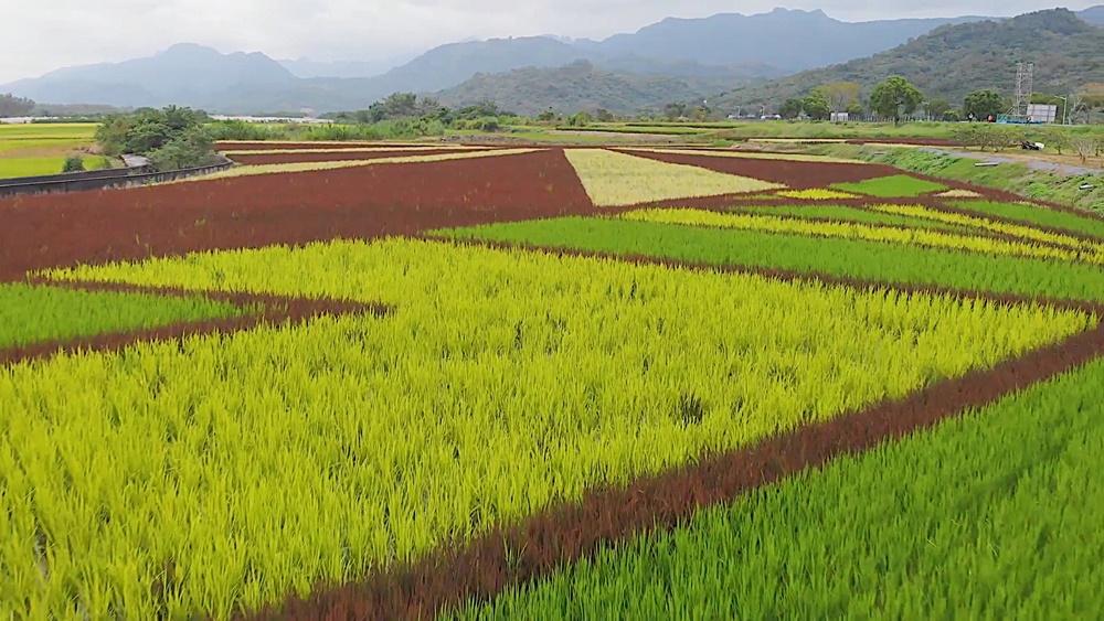【花蓮遊記】2020縱谷彩稻藝術季┃4種色彩稻米所排列而成的上帝畫布，豐收園遊會一起來抱稻┃