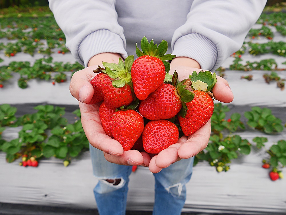 【花蓮遊記】如意草莓園┃鳳林唯一有機草莓園，大顆草莓現採現吃的親子出遊好選擇┃