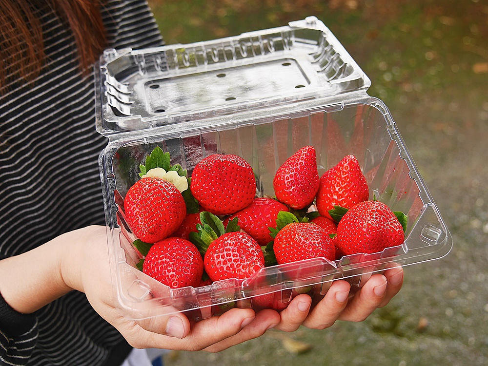 【花蓮遊記】如意草莓園┃鳳林唯一有機草莓園，大顆草莓現採現吃的親子出遊好選擇┃