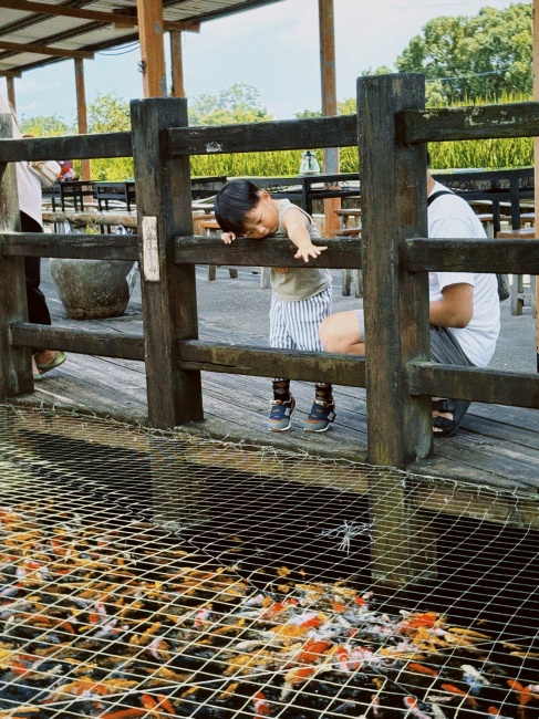 【花蓮遊記】蓮城蓮花園┃東部最大蓮花產地，乘載在地人各種回憶的親子農園┃