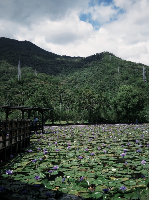 【花蓮遊記】蓮城蓮花園┃東部最大蓮花產地，乘載在地人各種回憶的親子農園┃