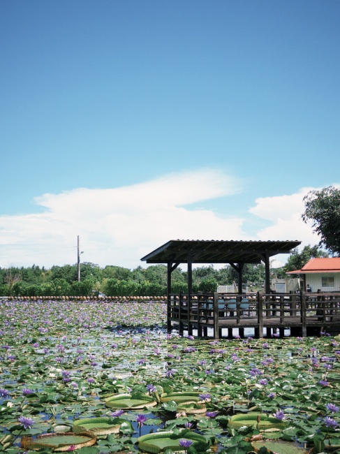 【花蓮遊記】蓮城蓮花園┃東部最大蓮花產地，乘載在地人各種回憶的親子農園┃