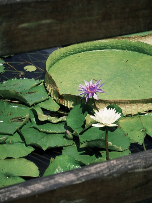 【花蓮遊記】蓮城蓮花園┃東部最大蓮花產地，乘載在地人各種回憶的親子農園┃