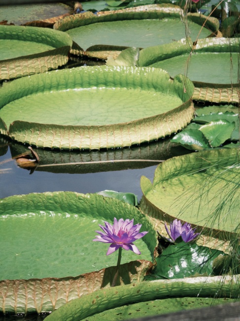 【花蓮遊記】蓮城蓮花園┃東部最大蓮花產地，乘載在地人各種回憶的親子農園┃