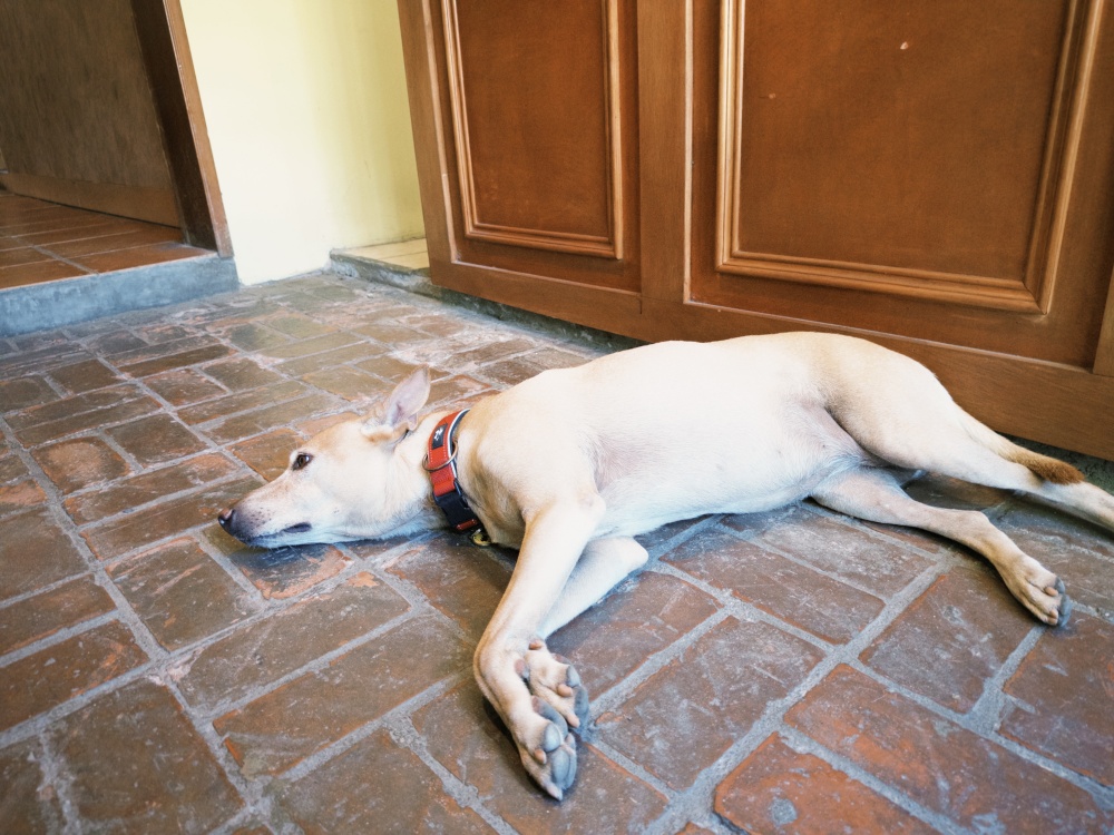 【花蓮壽豐】穀地 Goody brunch & cafe┃東華大學必訪早午餐，鄉村風格超級chill的特色小店┃