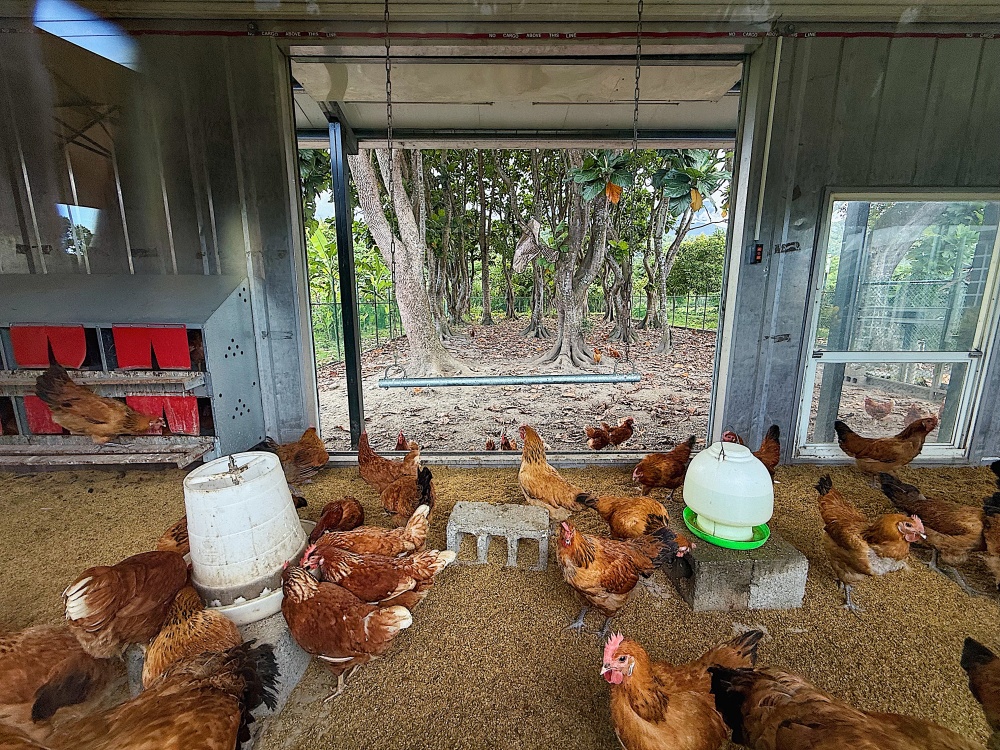【花蓮壽豐】麵包樹下的養雞場┃每日新鮮直送好滋味,全台唯一放牧雞蛋的自動販賣機┃ 【花蓮壽豐】麵包樹下的養雞場┃每日新鮮直送好滋味,全台唯一放牧雞蛋的自動販賣機┃