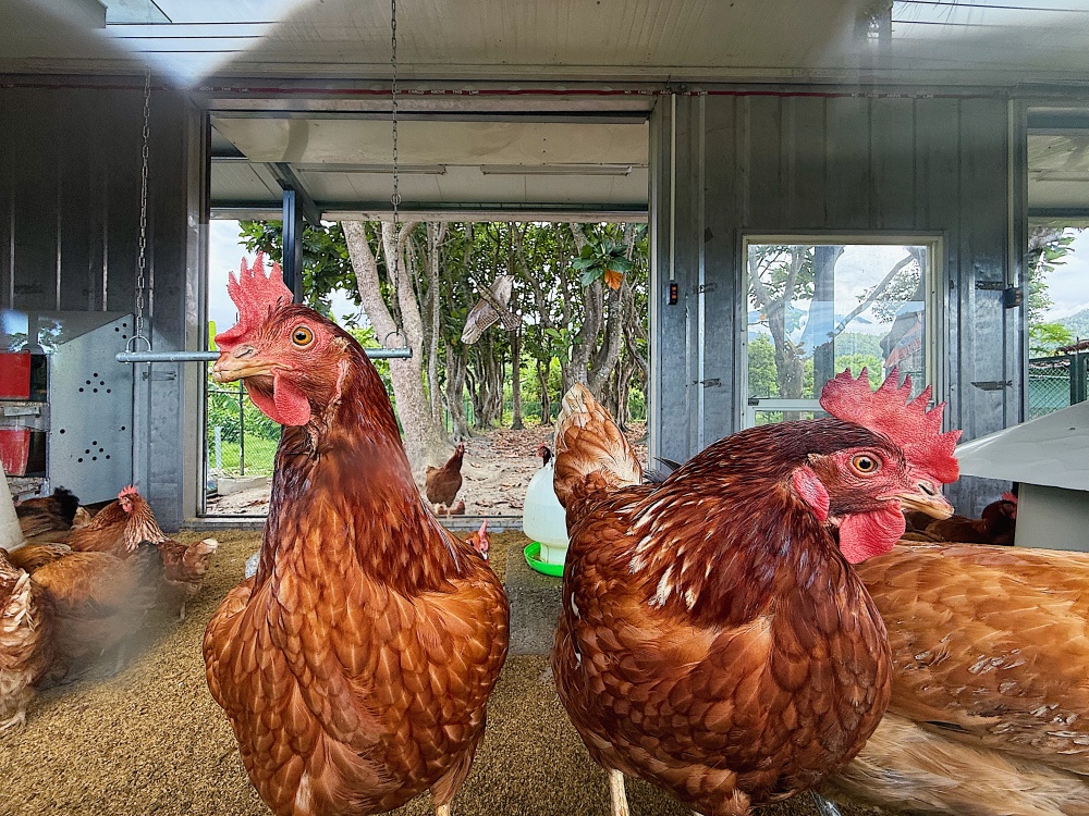 【花蓮壽豐】麵包樹下的養雞場┃每日新鮮直送好滋味,全台唯一放牧雞蛋的自動販賣機┃ 【花蓮壽豐】麵包樹下的養雞場┃每日新鮮直送好滋味,全台唯一放牧雞蛋的自動販賣機┃
