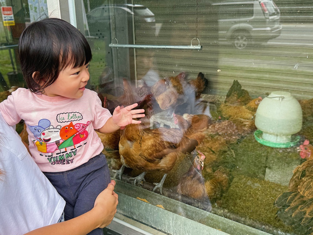 【花蓮壽豐】麵包樹下的養雞場┃每日新鮮直送好滋味，全台唯一放牧雞蛋的自動販賣機┃