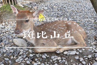 【宜蘭遊記】斑比山丘Bambi Land┃號稱小奈良可以近距離餵鹿和吃下午茶的梅花鹿園區┃